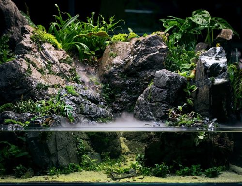 March 19, 2022 | Jeff Miotke | Aquacaping