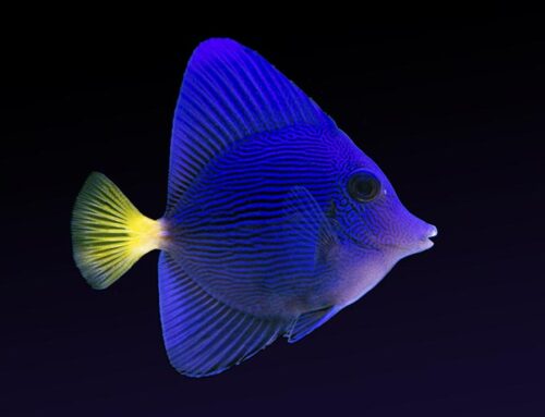 October 20, 2023 | Matt Peterson | Intro to Marine Fish Breeding
